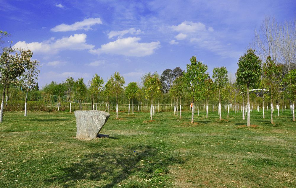 夏至已至，苗木養(yǎng)護正當(dāng)時