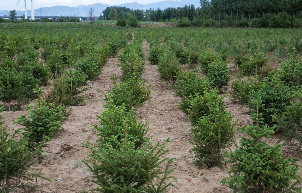 苗木引種應(yīng)注意哪些主要問題